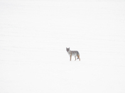 Coyote