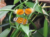 Butterfly Courting