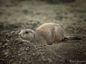 Black-tailed prairie dog