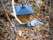 Blue Jay full of mystery