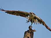 Osprey