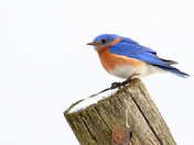 Eastern Bluebird