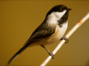 Chickadee