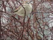 A good day for a sparrow