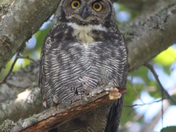 Great Horned Owl