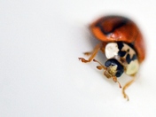 coccinelle que tu es belle