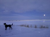The Ice, The Moon and Rex