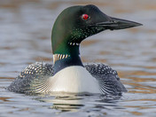 Common Loon 