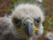 Bald Eagle chick
