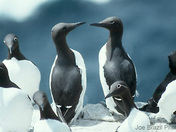 Murres and razorbill, Cape St. Marys