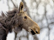 Road Side Attraction