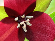 Red Trillium