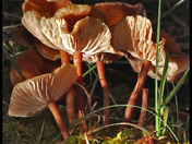 5474 - chantrelles?