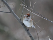 Tree Sparrow in January