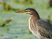Juvenile Green Heron