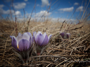 First Sign of Spring in Saskatchewan