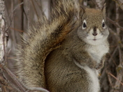 A Little Squirrelly.