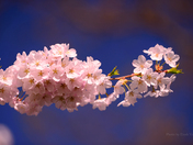 Cherry Blossom in Canada