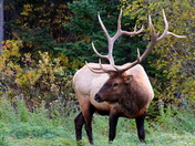 Bull Elk
