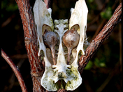 8445-strange occurrence