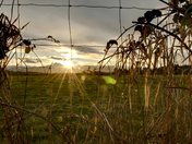 Reaching for the sun