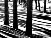Trees and shadows B&W