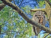 Great Horned Owl eating its prey