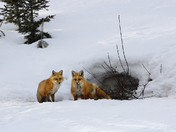Foxes