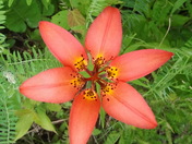 Wild Lily
