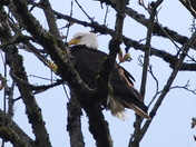 American Bald eagle