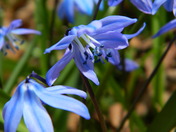 Cemetery Blue Scilla - No Edit