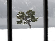 Tree from window - Winter