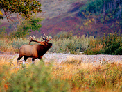 Morning Call - Waterton Lakes Park