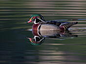 Wood Duck