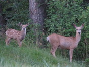 A Doe and her Fawn