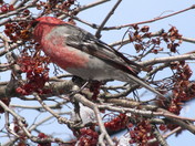 Rose-breasted Grosbeak