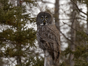 Great Grey Owl
