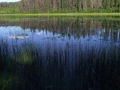 Silence among the trees