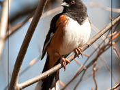Eastern Towhee