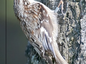 Brown Creeper
