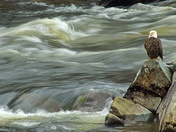 Guardian of the Falls