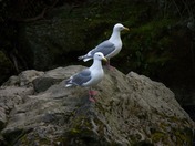 Checking Out the View