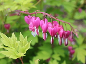 Bleeding Hearts
