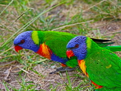 Rainbow Lorikeets in Eden...