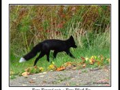 Black fox