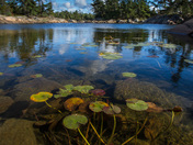 Franklin Water Lilies