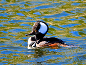 HOODED MERGANSER