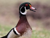 Pssst ... over here!