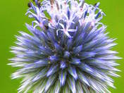 GLOBE THISTLE