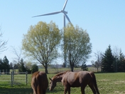 Horse Power verses Wind Power
